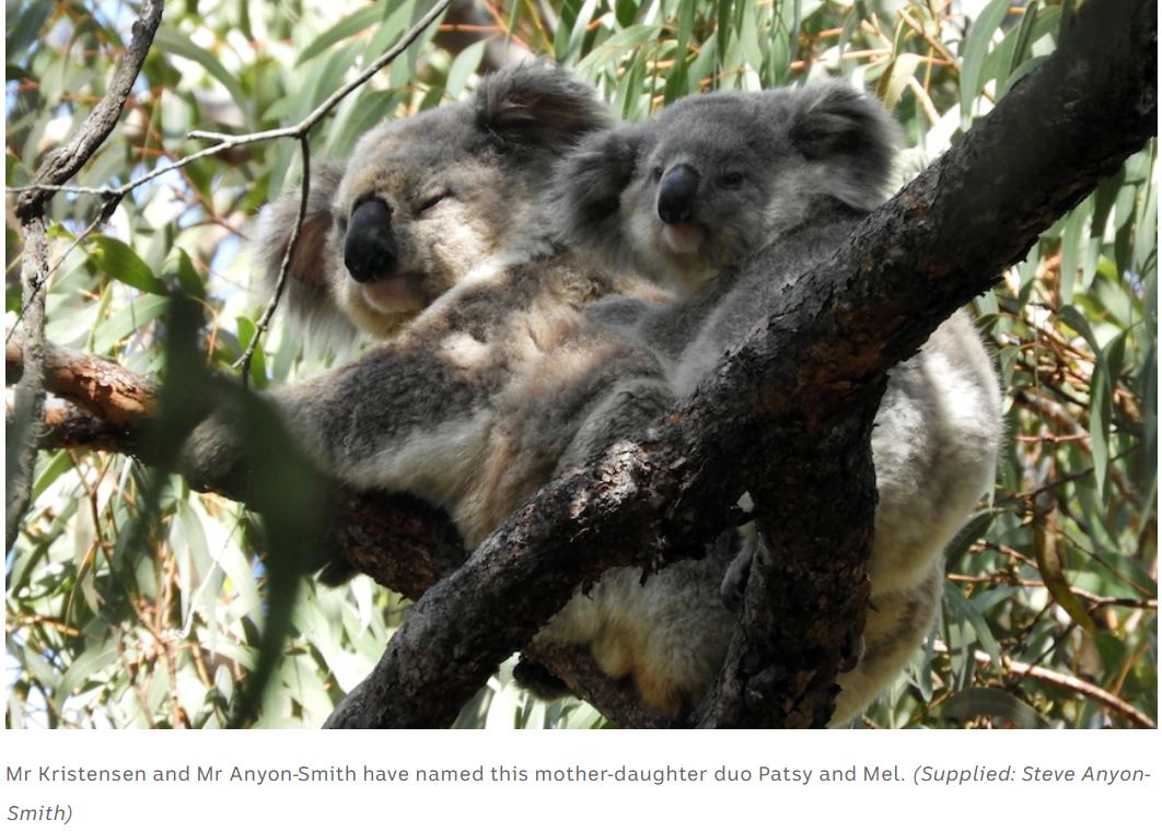 July 2022 Meeting Koalas sightings Heathcote NP