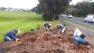 13 April – Planting with Greater Sydney Landcare…